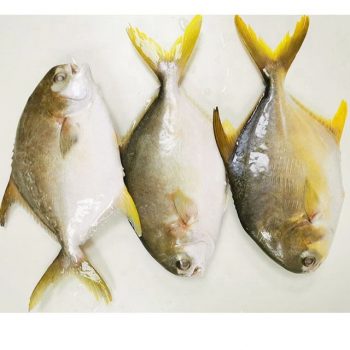 IQF Farm Raised Frozen WR Golden Pompano Fish For Sale