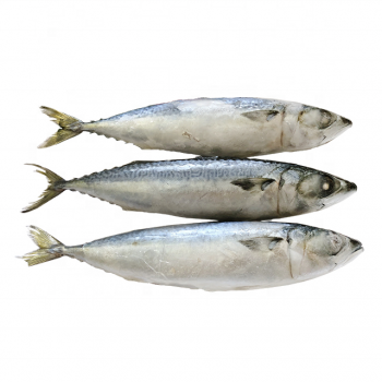 Frozen Fish Mackerel frozen mackerel prices frozen pacific mackerel