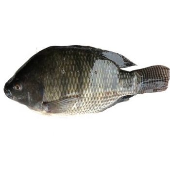 Whole round IQF frozen black tilapia fish